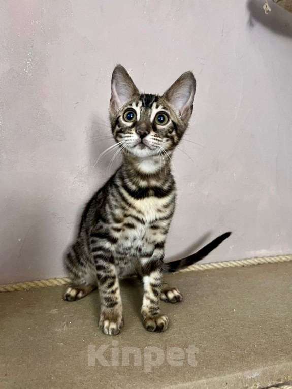 Кошки в Нижнем Новгороде: Котенок бенгальской кошки Девочка, Бесплатно - фото 2