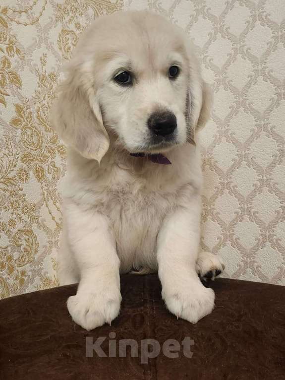 Собаки в Перми: Щенки золотистого ретривера Мальчик, 50 000 руб. - фото 3