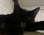 Кошки в Ставрополе: Котика в добрые руки , которые знают что делать Мальчик, Бесплатно - фото 2