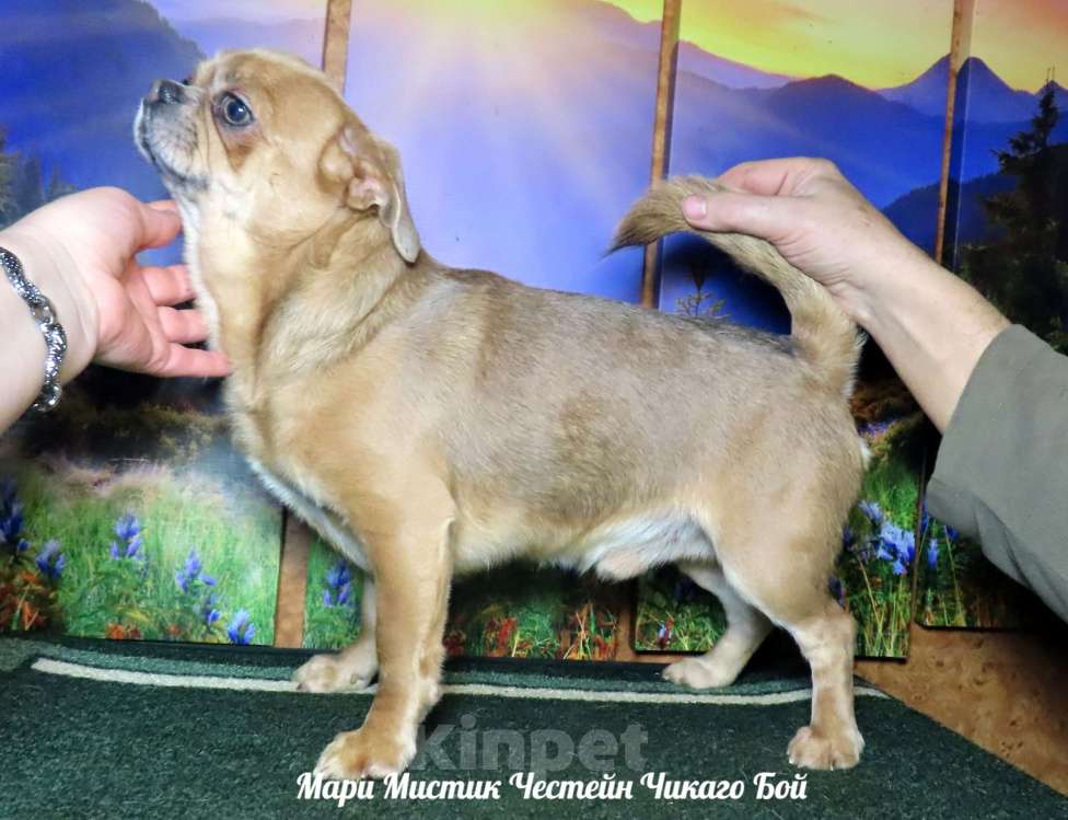 Собаки в Санкт-Петербурге: Чихуахуа с гарантией здоровья веса размера окраса Мальчик, 25 000 руб. - фото 7