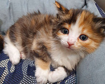 Кошки в Тобольске: Отдам в добрые руки Девочка, 1 руб. - фото 2