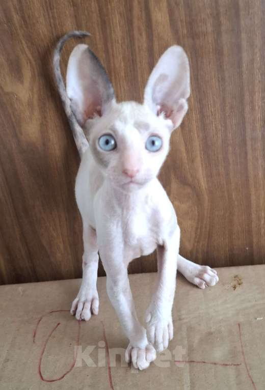 Кошки в Екатеринбурге: Кудрявые ушастики. Мальчик, 30 руб. - фото 3