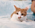 Кошки в Москве: Чупачупс - рыжий обнимательный котик в дар Мальчик, Бесплатно - фото 4