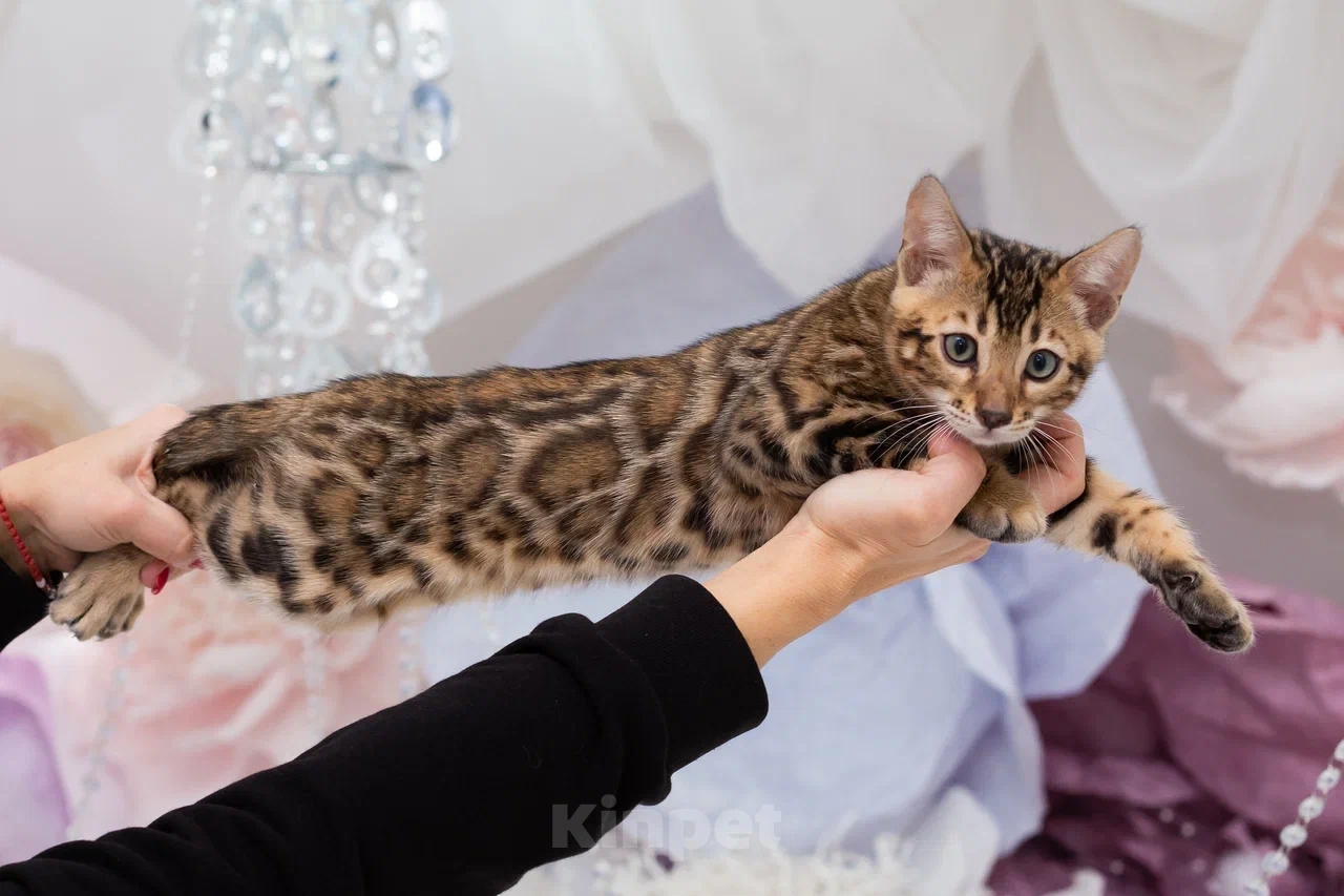 Кошки в Краснодаре: Продажа котят Мальчик, 55 000 руб. - фото 1