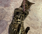 Кошки в Казани: Бенгальский котенок Мальчик, 12 000 руб. - фото 3