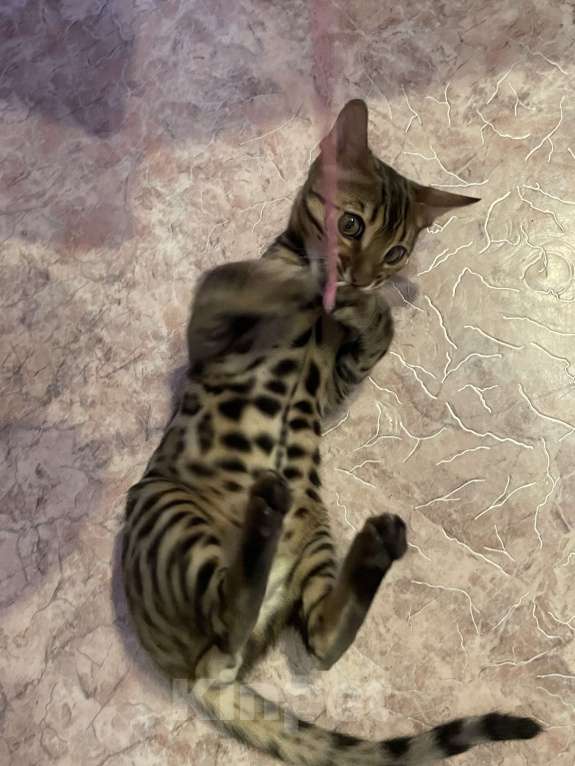 Кошки в Казани: Бенгальский котенок Мальчик, 12 000 руб. - фото 3