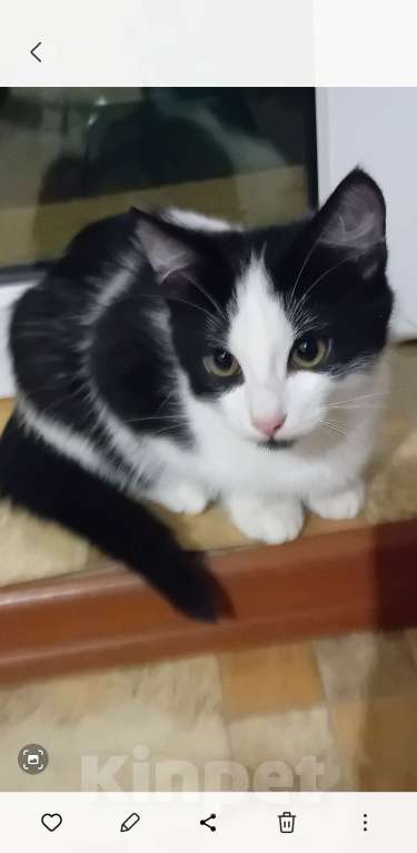 Кошки в Самаре: Прекрасный кошачий мальчишка Мальчик, Бесплатно - фото 2