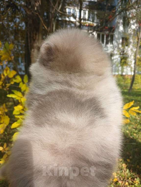 Собаки в Нижнем Новгороде:  Помернец голубой мраморный соболь Мальчик, 50 000 руб. - фото 2