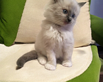 Кошки в Москве: Рэгдолл мальчик с документами  Мальчик, Бесплатно - фото 1