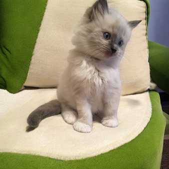 Рэгдолл мальчик с документами 