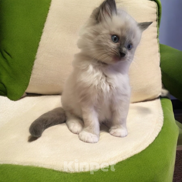 Кошки в Москве: Рэгдолл мальчик с документами  Мальчик, Бесплатно - фото 1