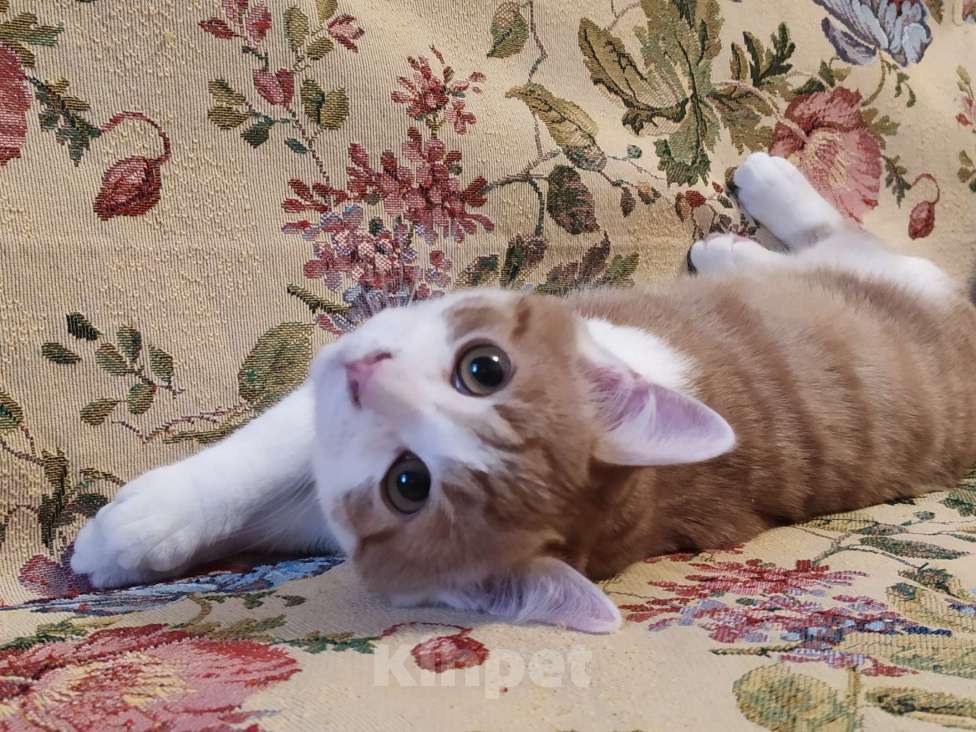 Кошки в Санкт-Петербурге: Ласковый  котëнок Степашка в добрые руки Мальчик, Бесплатно - фото 6