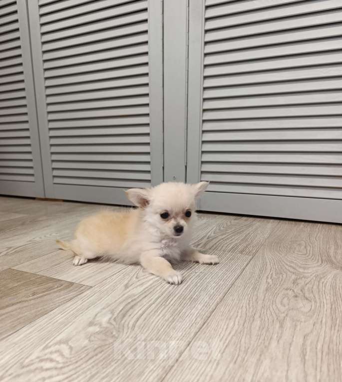 Собаки в Краснодаре: Чихуахуа длинношерстный Мальчик, 25 000 руб. - фото 4