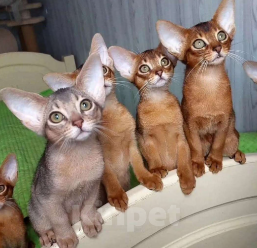 Кошки в Москве: Абиссинские котята Девочка, 70 000 руб. - фото 7