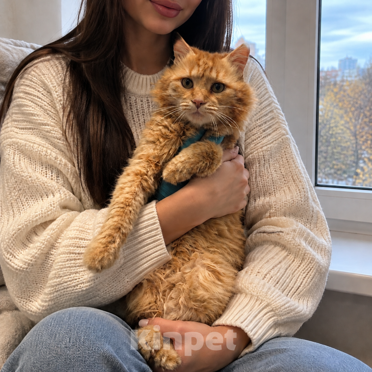 Кошки в Москве: Нежный котик Кузя в добрые руки Мальчик, Бесплатно - фото 5