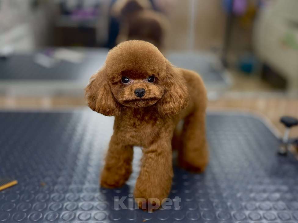 Собаки в Пушкино: Тикап пудель (вязка) Мальчик, 15 000 руб. - фото 2