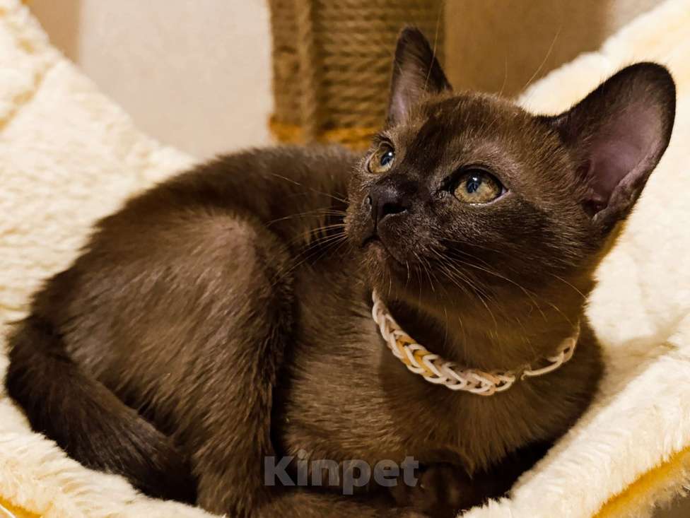 Кошки в Екатеринбурге: Бурманские котята Разнополые, Бесплатно - фото 2