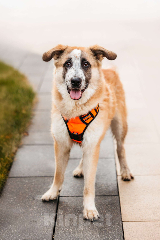 Собаки в Москве: Безбилетный Сапсан Мальчик, Бесплатно - фото 1