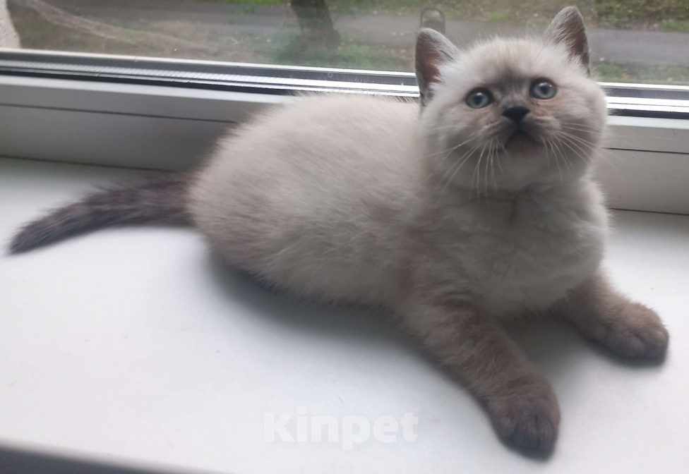 Кошки в Москве: Шотландская девочка колор-поинт с документами Девочка, 20 000 руб. - фото 6