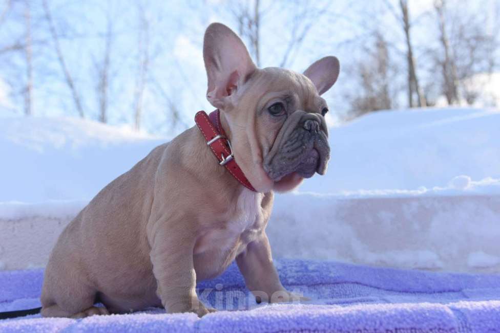 Собаки в Москве: Девочка палевоголубая Девочка, 55 000 руб. - фото 4