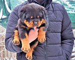 Собаки в Пятигорске: Ротвейлер Мальчик, Бесплатно - фото 1