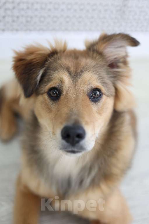 Собаки в Раменском: Эльза ищет дом Девочка, Бесплатно - фото 5