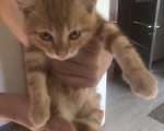 Кошки в Краснодаре: Отдадим котят в добрые руки  Девочка, Бесплатно - фото 3