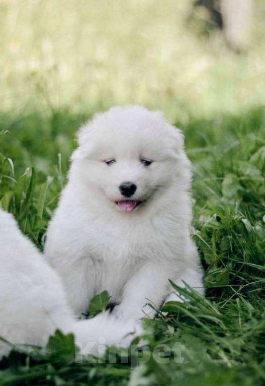 Собаки в Смоленске: Щенки самоеда Мальчик, 70 000 руб. - фото 4