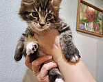 Кошки в Ижевске: Котята Мейн-кун Разнополые, 10 000 руб. - фото 1