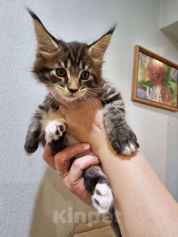 Кошки в Ижевске: Котята Мейн-кун Разнополые, 10 000 руб. - фото 1