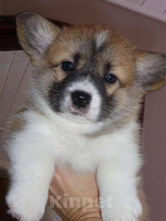 Собаки в других городах Краснодарского края: Вельш Корги Пемброк, щенок 2 Девочка, 20 000 руб. - фото 2