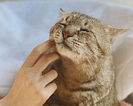Кошки в Москве: Одинокий котик Тристан ищет семью Мальчик, Бесплатно - фото 3
