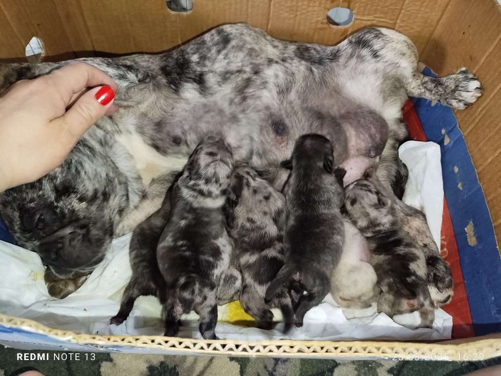 Собаки в других городах Ставропольского края: Продам цветных мопс. Тигровые, Мерле.  Мальчик, 25 000 руб. - фото 7