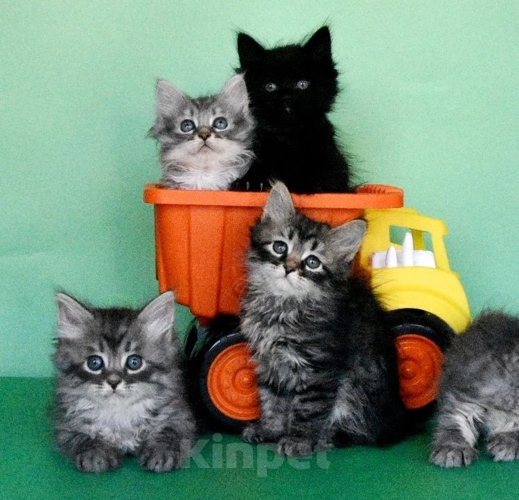 Кошки в Москве: Сибирские чистокровные котята. Разнополые, Бесплатно - фото 4