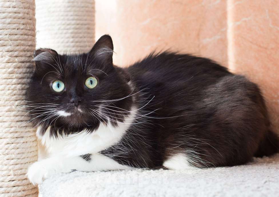 Кошки в Москве: Сьюзи ищет дом Девочка, Бесплатно - фото 1