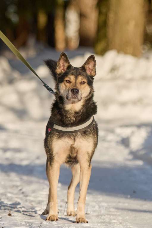 Собаки в Москве: Взрослый Пёс в добрые руки Мальчик, Бесплатно - фото 2