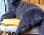 Кошки в Кубинке: Разговорчивый Кузя, кото-пёс Мальчик, Бесплатно - фото 5