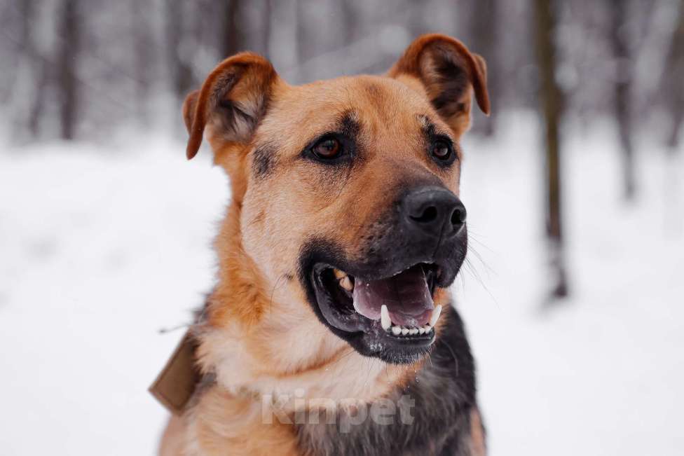 Собаки в Москве: Вайгар Мальчик, Бесплатно - фото 3