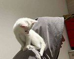 Кошки в Москве: Котёнок в добрые руки 2 месяца  Девочка, Бесплатно - фото 1