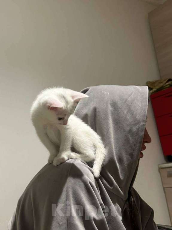 Кошки в Москве: Котёнок в добрые руки 2 месяца  Девочка, Бесплатно - фото 1