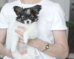 Собаки в Владивостоке: Соло Реале Ультра Шик Долл - щенок папийона Девочка, 50 000 руб. - фото 1