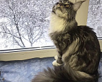 Кошки в Ковровом: Котята мейн-кун Разнополые, 14 000 руб. - фото 6