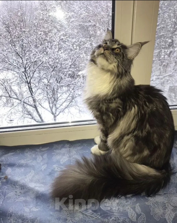 Кошки в Ковровом: Котята мейн-кун Разнополые, 14 000 руб. - фото 6
