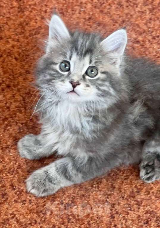 Кошки в других городах Московской области: котята курильского бобтейла Разнополые, Бесплатно - фото 2