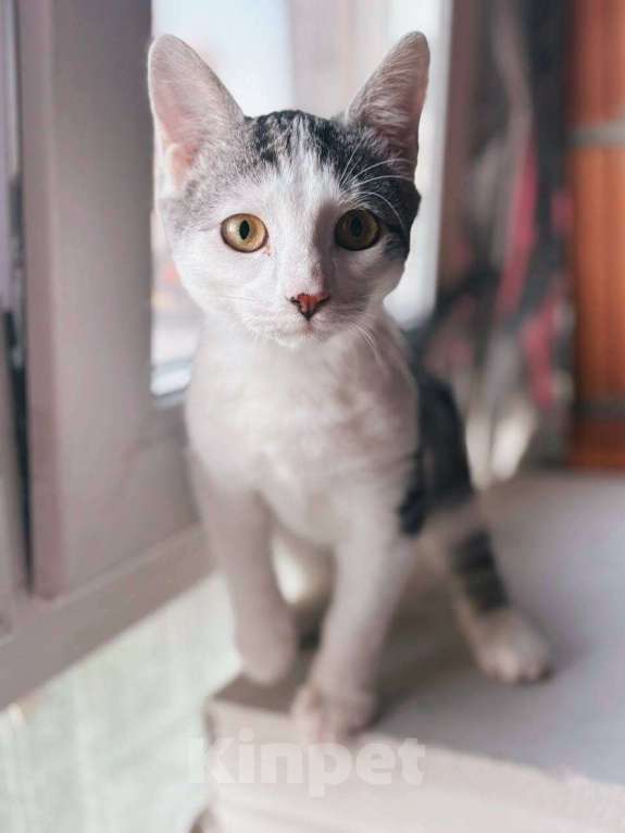 Кошки в Балашихе: Сочник Мальчик, Бесплатно - фото 2