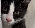 Кошки в Уфе: Ласковый котенок 3 месяца ищет новый дом Мальчик, 1 руб. - фото 2