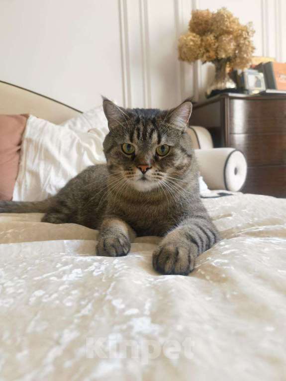 Кошки в Москве: Знакомьтесь, это Саня!  Мальчик, Бесплатно - фото 4