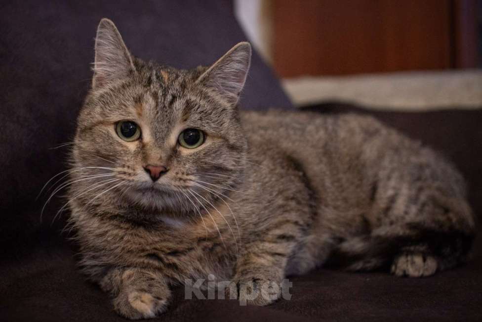 Кошки в Москве: Кошечка Лада в добрые руки Девочка, Бесплатно - фото 10