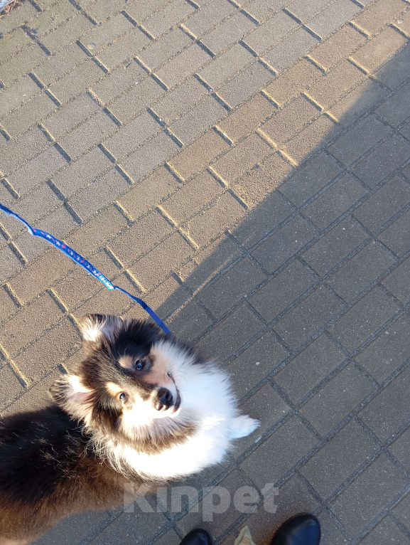 Собаки в Калининграде: Серьёзный, умный мальчик ищет любящего владельца Мальчик, Бесплатно - фото 3