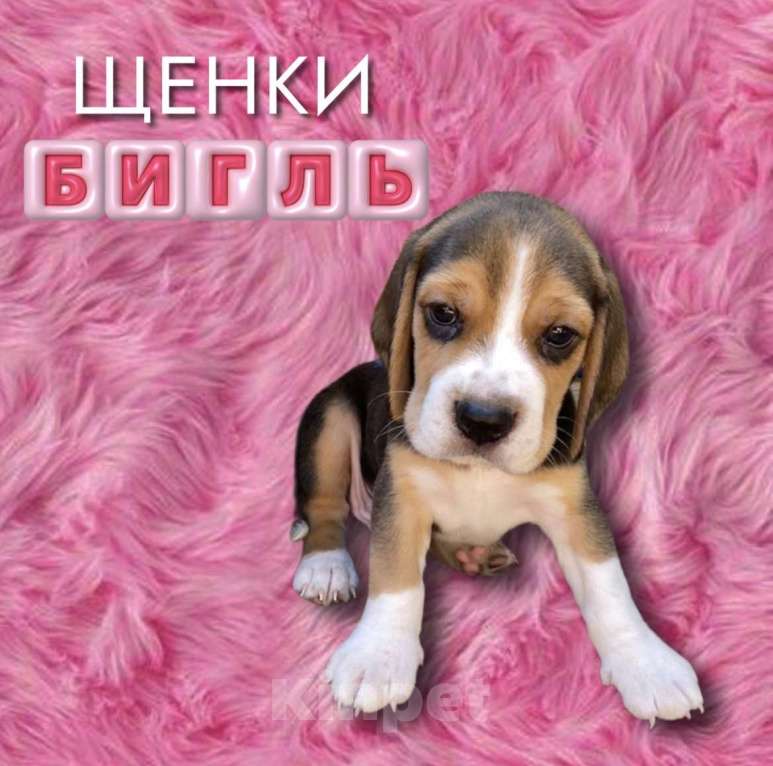 Собаки в Екатеринбурге: Щенки Бигля  Девочка, 35 000 руб. - фото 1